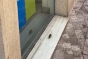 El roedor 'caminando' por calle Rueda López.
