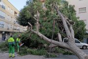 Operarios retirando el árbol de grandes dimensiones que cayó en la Calle Lopán, en el barrio de Los Ángeles.
