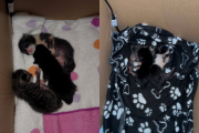 Los tres gatos recién nacidos se encuentran ahora en la casa de un joven.