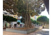 Imagen del ficus del Paseo esta semana, liberado de las vallas que lo protegían de las obras.