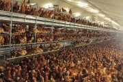 Una granja de gallinas ponedoras.
