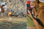 De ser abandonado en una cala de Las Negras (izquierda) a su nueva vida en Madrid (derecha).