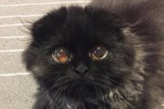 Imagen de archivo de un gato negro.