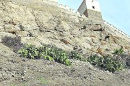 La ladera sur de la Alcazaba vuelve a llenarse de pencas tras superar la crisis.