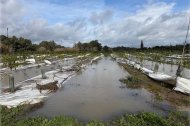 Se analizan los efectos agronómicos de las lluvias extremas ocurridas en Andalucía en 2026 y los principales daños que causan las inundaciones a los cultivos