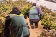 Agentes de la Guardia Civil en una plantación de marihuana.