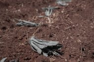 Imagen de archivo de un cultivo destrozado.
