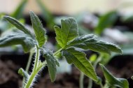IFAPA ha elaborado la Guía de cultivos biofumigantes para control de patógenos en suelo de invernadero