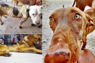 Tres de los perros encontrados en el cortijo por los rescatadores, en algunas de las imágenes que se mostrarán en el juicio.