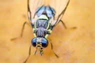 Imagen de Bactrocera dorsalis.