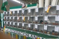 Palomas en un torno organizado por la Federación Andaluza de Colombicultura. FOTO: FAC