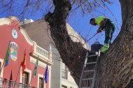Trabajos de mejora del olmo que preside la plaza del Ayuntamiento de Viator