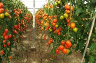 La superficie de tomate ha mermado en Almería.