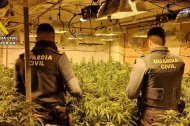 Imagen de archivo de una plantación ilegal de marihuana.