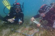 Voluntario midiendo las fanerógamas marinas Cimodosea nodosa en los fondos de Aguamarga.