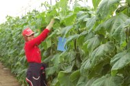 Una trabajadora agraria en un invernadero del Poniente almeriense.