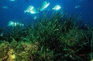 Imagen de archivo de praderas de posidonia oceánica

Un estudio en el que participan investigadores de la Universidad de Murcia (UMU) pretende introducir la Posidonia oceánica en la cadena alimentaria de los rumiantes en sustitución de la paja, lo que podría suponer un ahorro económico importante, según fuentes del departamento de Promoción de la Investigación de la UMU (Prinum), dependientes del Vicerrectorado de Investigación.

POLITICA MURCIA ESPAÑA EUROPA
COMUNIDAD