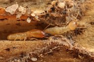 Termitas subterráneas excavando galerías en el interior de la madera.