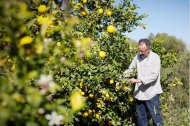 Cosecha de limones en la provincia almeriense.