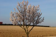 ASAJA Almería valora la puesta en marcha por parte de la Junta de Andalucía de una línea extraordinaria de ayudas para los agricultores afectados por las heladas en el almendro