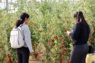 Imágenes de archivo de estudiantes de Ingeniería Agrícola de la Universidad de Almería en unas actividades en invernadero.