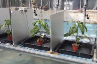 Las cámaras del proyecto PUA del IBMCP graban 24/7, imágenes cada 10 minutos y los micrófonos especiales de ultrasonidos recogen cómo 'hablan' las plantas a frecuencias que no percibe el hombre (sí por ejemplo, los murciélagos)