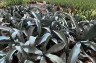 Plantas del Cabo, empresa almeriense integrada en Plantaespaña, ha consolidado un modelo de producción especializado en cultivos ornamentales de alta calidad