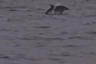 Delfines avistados en Vera Playa este miércoles.