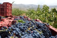 Desde ASAJA Almería recuerdan la importancia del viñedo como cultivo tradicional vinculado al territorio, al mantenimiento del medio rural y a la economía de numerosas familias agricultoras.