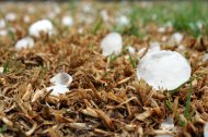 La intensidad de las tormentas de granizo deja daños en 54.600 hectáreas de cultivo aseguradas e indemnizaciones por 50 millones de euros