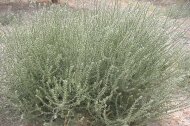Salsola, género de plantas herbáceas cuya presencia se ha multiplicado de forma muy significativa en los últimos años.