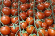 El exceso de temperaturas está provocando actualmente problemas de cuaje en el tomate.
