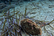 Nacra (Pinna nobilis) en el fondo marino. Este gran molusco bivalvo es una especie emblemática y amenazada del Mediterráneo.