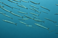 Banco de barracudas: Banco de barracudas (Sphyraena viridensis) en aguas del Mediterráneo, donde forman grandes bancos.