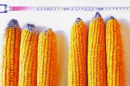 Syngenta
