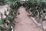 COAG Almería pide ayudas directas para explotaciones y un plan contra inundaciones