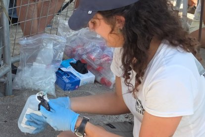 Una de las tortugas nacidas en Mojácar.