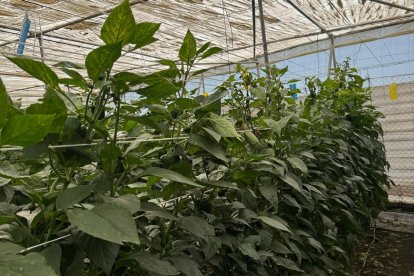 COAG Andalucía alerta, en este sentido, de un deterioro alimentario, a nivel político, comercial y sanitario que amenaza la viabilidad del sector hortofrutícola.