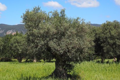 La publicación explica el rendimiento general del método, evaluado a lo largo de un gran conjunto de muestras, y cómo se detecta una mayor cantidad de glifosato en los suelos de manejo tradicional e intensivo.