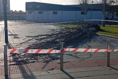 Árbol caído por las fuertes rachas de viento en Almería capital.