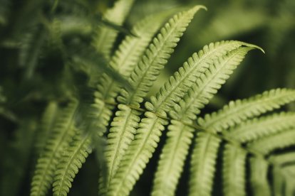 Esta votación constituye un paso fundamental hacia la adopción final de una legislación europea con visión de futuro destinada a impulsar la innovación en la mejora vegetal en la UE.