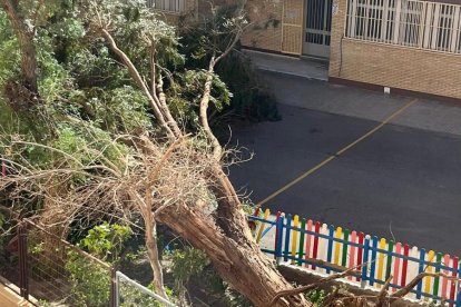 Árbol caído en el colegio 28 de Febrero de Huércal de Almería