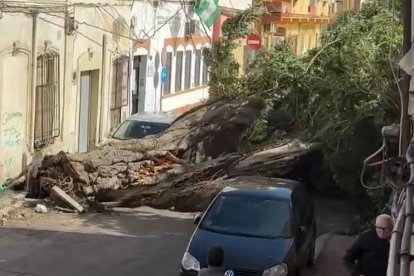 Árbol caído en la calle Pancho de Barrio Alto