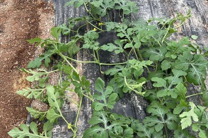 Este cambio responde a las dificultades sanitarias de otoño/invierno, aunque los primeros trasplantes presentan problemas de cuaje