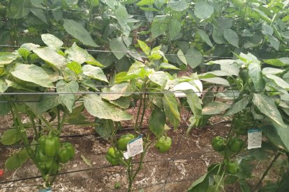 -	Denuncia la corresponsabilidad de la industria fitosanitaria para desbloquear el uso de estas materias activas, y recalca que la solicitud formal por parte de los fabricantes ante el Ministerio es el único cauce legal para obtener las autorizaciones excepcionales requeridas.