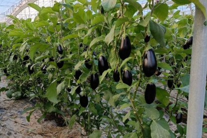 Tras años de desarrollo y validación en campo, la combinación entre las variedades de berenjena de Fitó y Augusto se ha convertido en una herramienta clave para afrontar los nuevos retos agronómicos