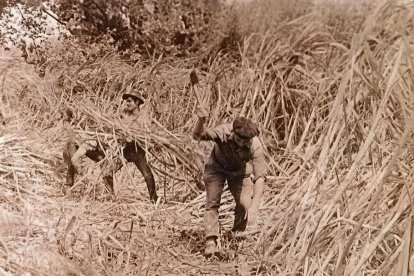 Trabajando en la faena de “la monda” en la vega de Adra en 1969.
