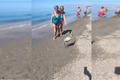 Dos bañistas sorprendidas por la presencia de la cría de flamenco en Retamar.