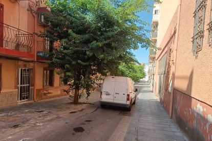 Los árboles de la calle Juan Segura Murcia, en el barrio de Los Molinos.