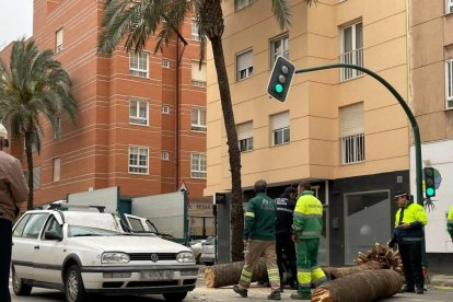 Imagen del archivo del día que cayó la palmera sobre la avenida Cabo de Gata.
